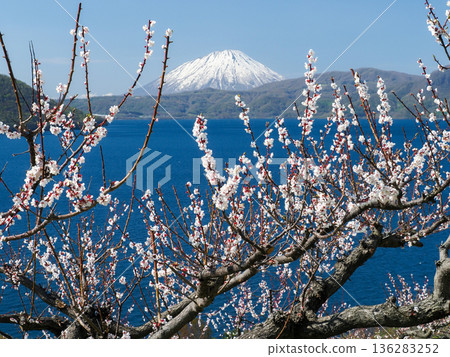 Snow-capped Mt. Yotei seen across the sea in early autumn as plum blossoms bloom Snow-capped Mt. Yotei seen across the sea in early autumn as plum blossoms bloom 136283252