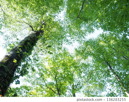 I look up to the fresh green beech forest 136283255