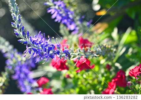 維羅尼卡花 136283282