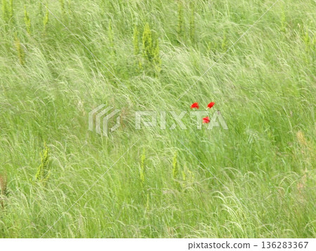 Red poppies blooming among wildflowers swaying in the spring breeze Red poppies blooming among wildflowers swaying in the spring breeze 136283367
