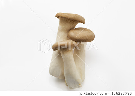 白背eryngii 白背eryngii 136283786