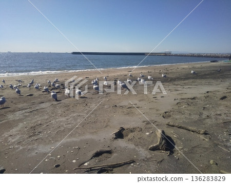 A group of black-headed gulls relaxing on Kemigawahama Beach A group of black-headed gulls relaxing on Kemigawahama Beach 136283829