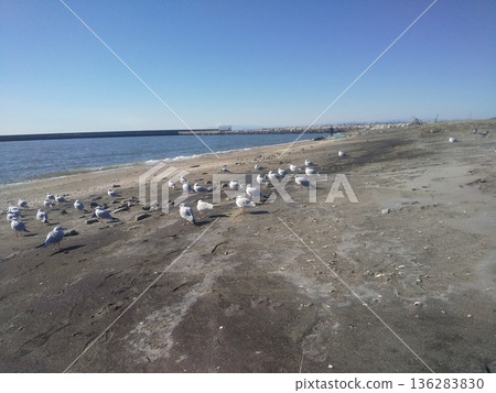 一群黑頭鷗在凱米加瓦濱海灘上休憩。 136283830