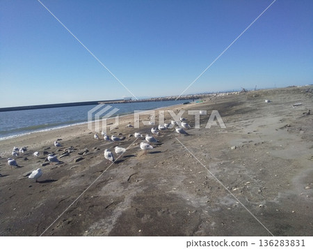 一群黑頭鷗在凱米加瓦濱海灘上休憩。 一群黑頭鷗在凱米加瓦濱海灘上休憩。 136283831