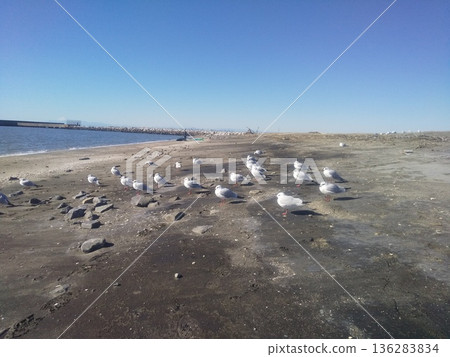 一群黑頭鷗在凱米加瓦濱海灘上休憩。 136283834