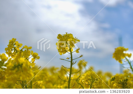 Rape blossoms blooming toward the blue sky Rape blossoms blooming toward the blue sky 136283920