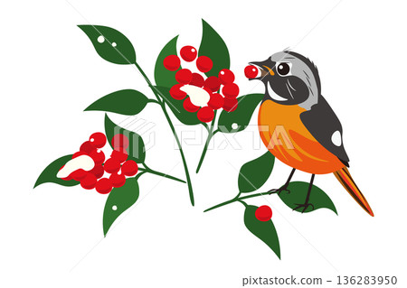 一隻達烏裡紅尾鴝正在吃南天竹漿果的插圖 136283950