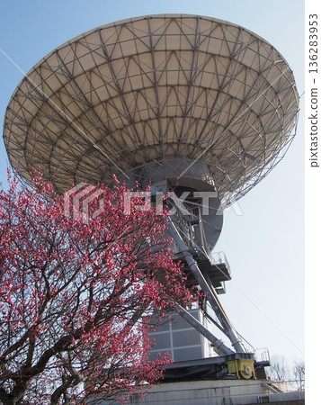 櫻花太空公園的紅梅花與電波望遠鏡 櫻花太空公園的紅梅花與電波望遠鏡 136283953