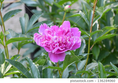 牡丹“圖片” 136284060