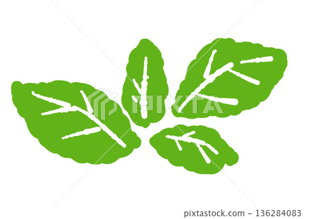 Mint illustration. Stylish hand-drawn mint line drawing material 136284083