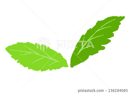 Mint illustration. Stylish hand-drawn mint line drawing material 136284085