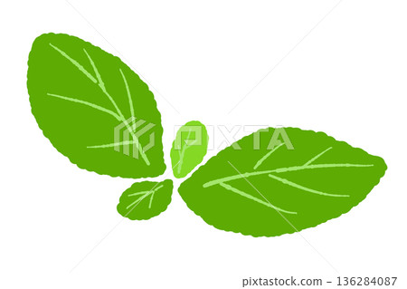 Mint illustration. Stylish hand-drawn mint line drawing material 136284087