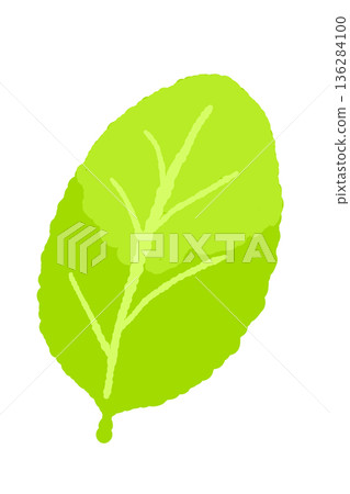 薄荷插圖。時尚的手繪薄荷線條畫素材。 136284100