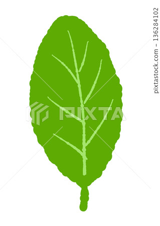 薄荷插圖。時尚的手繪薄荷線條畫素材。 136284102