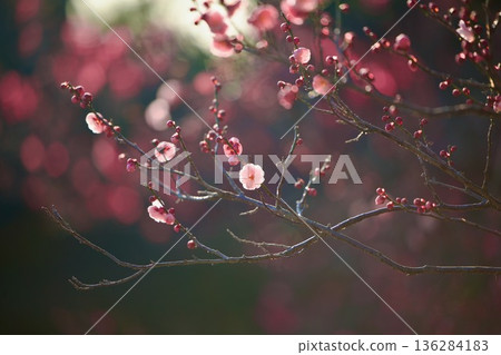 紅梅、白梅、紅梅花、花蕾、梅子、粉紅、早春梅花瓣、春景 紅梅、白梅、紅梅花、花蕾、梅子、粉紅、早春梅花瓣、春景 136284183
