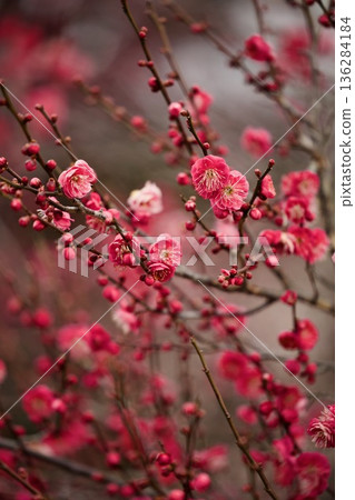 Red plum flower Red plum flower 136284184
