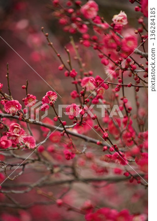 紅梅花開始綻放 紅梅花開始綻放 136284185