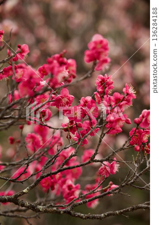 Red plum flower Red plum flower 136284188