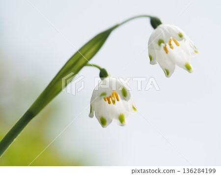白色的水仙花花 白色的水仙花花 136284199