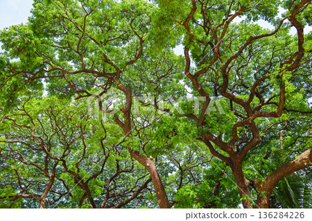 新鮮的綠色和陽光 136284226