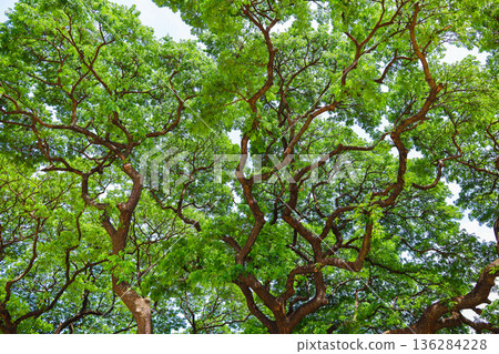 Fresh green and sunbeams Fresh green and sunbeams 136284228