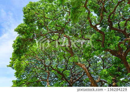 Fresh green and blue sky Fresh green and blue sky 136284229