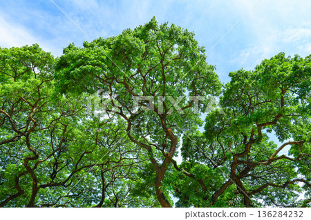 清新的綠色和藍天 136284232
