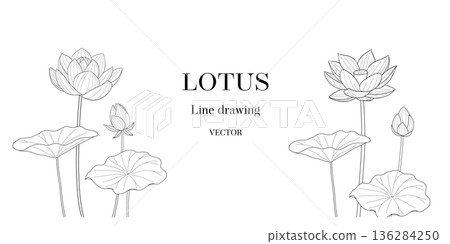Line drawing vector illustration of lotus flower and bud Line drawing vector illustration of lotus flower and bud 136284250