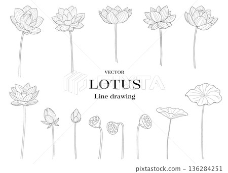 Lotus flower, bud and receptacle line drawing vector illustration set 136284251