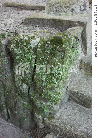 Old moss-covered stone wall Old moss-covered stone wall 136284313