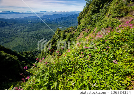 Mount Fuji seen from the Togakushi ridgeline where spirea blooms Mount Fuji seen from the Togakushi ridgeline where spirea blooms 136284334