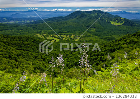 從戶隱山到高妻山和飯綱山的健行路線上,玉簪花盛開。 從戶隱山到高妻山和飯綱山的健行路線上,玉簪花盛開。 136284338