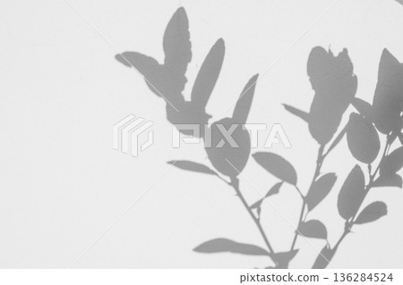 Abstract natural tree leaves shadow on white wall background Abstract natural tree leaves shadow on white wall background 136284524