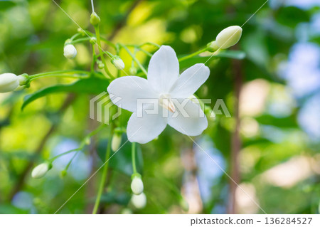 beautiful white flower on tree in the garden beautiful white flower on tree in the garden 136284527