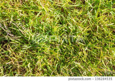 Natural green grass texture background close up Natural green grass texture background close up 136284535