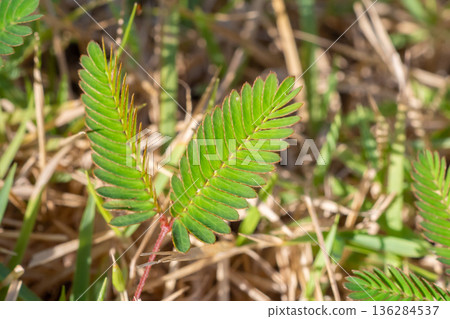 Sensitive plant leaves in the garden 136284537