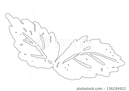An illustration of fresh mint growing in bunches. A hand-drawn herb material with a refreshing bright yellow-green color. 136284922