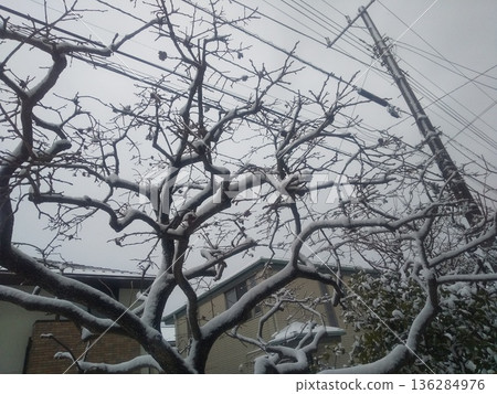 秋季，白雪覆蓋的榅桲樹結滿了果實。 136284976