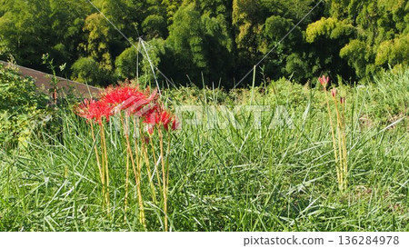 A cluster amaryllis that blooms in Nobe 136284978