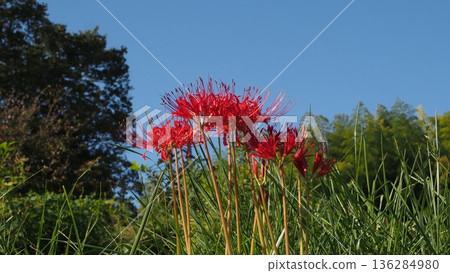 A cluster amaryllis that blooms on the roadside A cluster amaryllis that blooms on the roadside 136284980