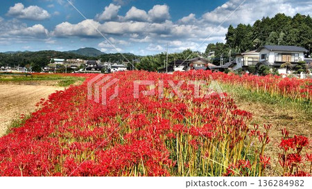 日立田市源氏川沿岸的簇生朱頂紅 136284982