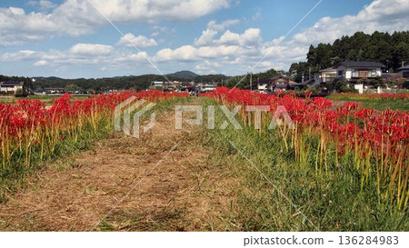 日立田市源氏川沿岸的簇生朱頂紅 136284983
