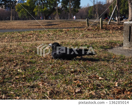 一隻烏鴉在公園的草地上曬太陽 一隻烏鴉在公園的草地上曬太陽 136285014