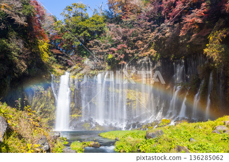 A rainbow and autumn maples shine at Shiraito Falls, a World Heritage Site in Kamiide, Fujinomiya City, Shizuoka Prefecture 136285062