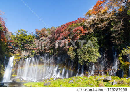 A rainbow and autumn maples shine at Shiraito Falls, a World Heritage Site in Kamiide, Fujinomiya City, Shizuoka Prefecture 136285066