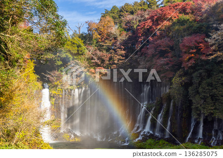 A rainbow and autumn maples shine at Shiraito Falls, a World Heritage Site in Kamiide, Fujinomiya City, Shizuoka Prefecture A rainbow and autumn maples shine at Shiraito Falls, a World Heritage Site in Kamiide, Fujinomiya City, Shizuoka Prefecture 136285075