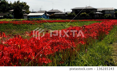 日立田市源氏川沿岸的簇生朱頂紅 136285143
