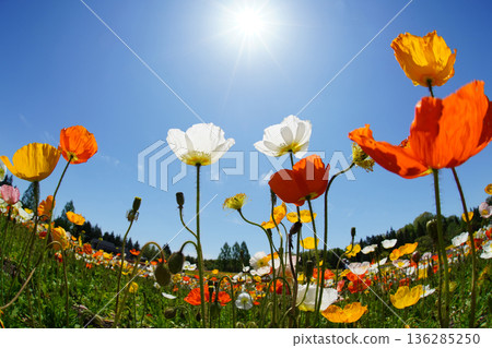 Iceland Poppy 380 136285250