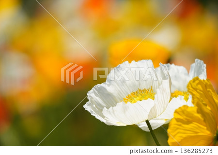 Iceland Poppy 438 Iceland Poppy 438 136285273