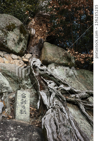 健行小徑上的松樹根 136285285